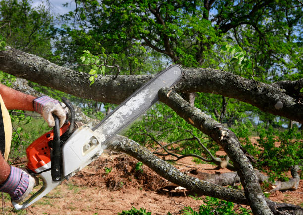 Emergency Storm Tree Removal in Kraemer, LA